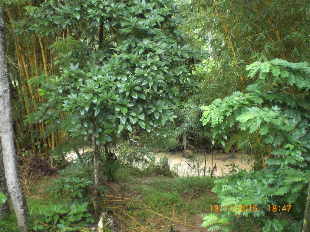 אלה Ask Homestay מראה חיצוני תמונה